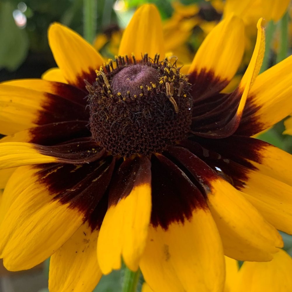 Meet your Posher, Lisa